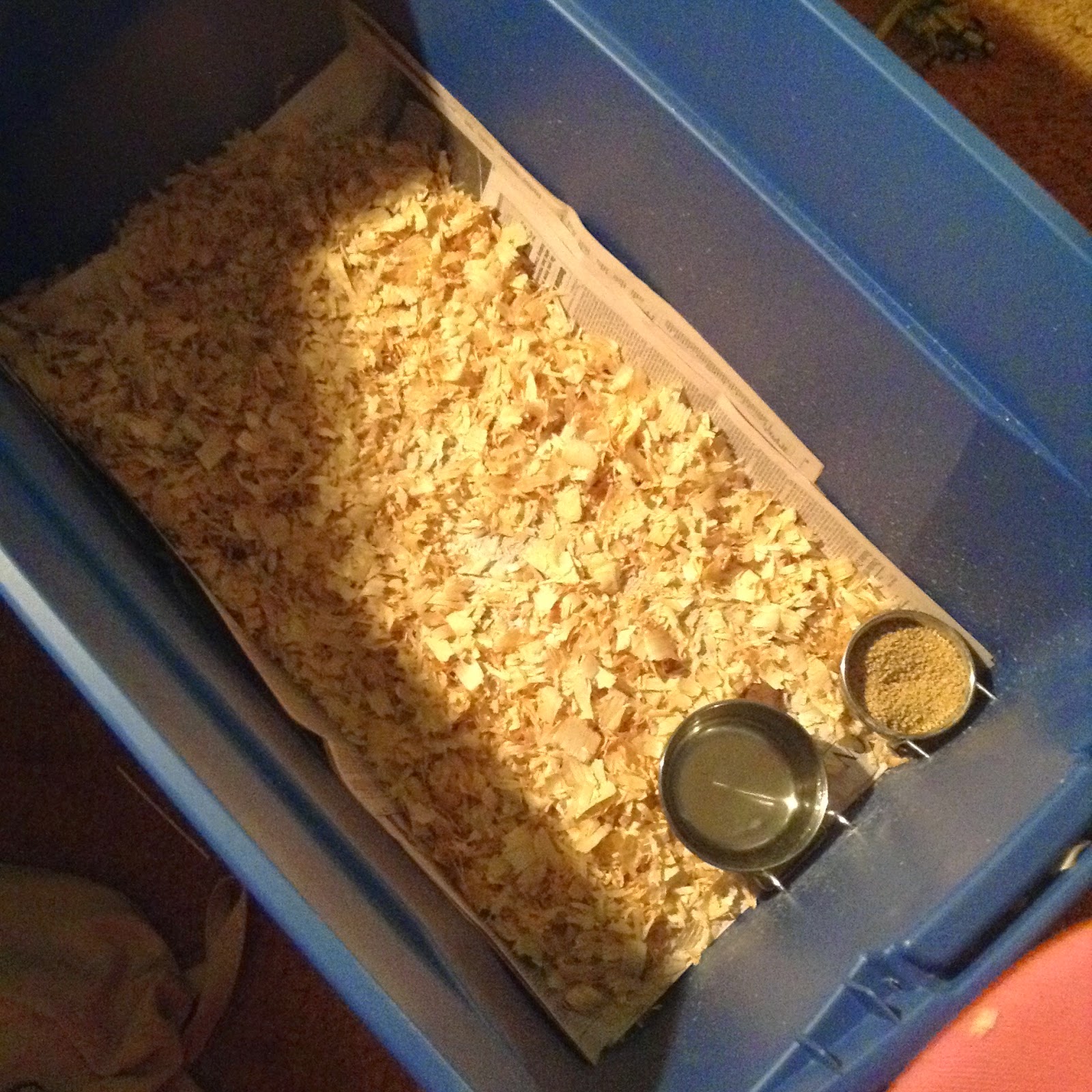 Raising Ducklings To Ducks | BackYard Chickens - Learn How to Raise